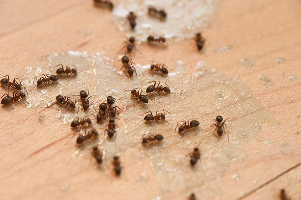 Best Termite Control Services  in Clinton, OK
